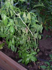 Image related to Basil, Sweet (Ocimum basilicum)-Fusarium Wilt and Crown Rot