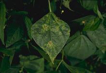 Image related to Bean, All (Phaseolus vulgaris)-Halo Blight