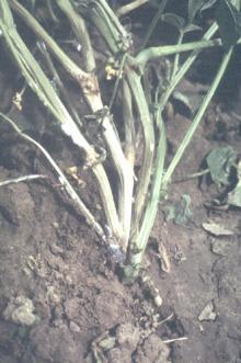 Image related to Bean, Dry (Phaseolus vulgaris)-White Mold (Sclerotinia Rot)