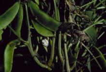 Image related to Bean, Lima (Phaseolus vulgaris)-Gray Mold