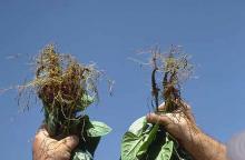 Image related to Bean, Snap (Phaseolus vulgaris)-Fusarium Root Rot