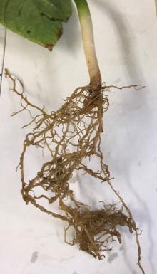 Roots of a snap bean plant showing the reddish-brown discoloration due to Fusarium root rot. Photo by Cynthia M. Ocamb, 2020.