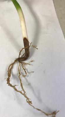 A snap bean plant where nearly the entire length of all roots are exhibiting root rot and a dark brown lesion has developed along the lower portion of the hypocotyl. Photo by Cynthia M. Ocamb, 2020.