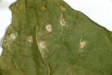 Image related to Bean, Snap (Phaseolus vulgaris)-Rust