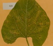 Image related to Bean, Snap (Phaseolus vulgaris)-Rust