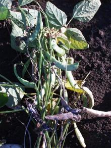 Image related to Bean, Snap (Phaseolus vulgaris)-White Mold (Sclerotinia Rot)