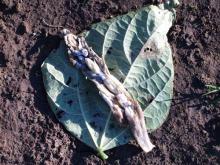 Image related to Bean, Snap (Phaseolus vulgaris)-White Mold (Sclerotinia Rot)