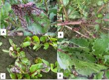 Bacterial leaf spot caused by Pseudomonas syringae pv. aptata in red beet crops. A) Severe, coalesced lesions on a leaf. B) Bacterial leaf spot symptoms on leaves and seed stalks (black arrow) in a table beet seed crop. C) Bacterial leaf spot symptoms on beet seedlings. D) Dark black, water-soaked lesions on a beet leaf following a rainstorm.  Photo credited to M. Nampijja, S. Crane, and L. du Toit, Washington State University.