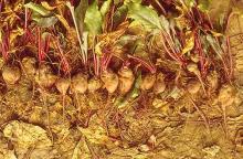 Image related to Beet, Red (Beta vulgaris)-Downy Mildew