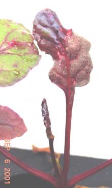 Image related to Beet, Red (Beta vulgaris)-Downy Mildew