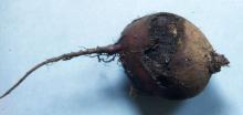 Image related to Beet, Red (Beta vulgaris)-Heart Rot