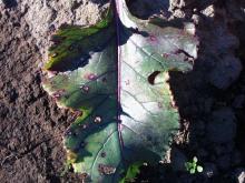 Image related to Beet, Red (Beta vulgaris)-Ramularia Leaf Spot