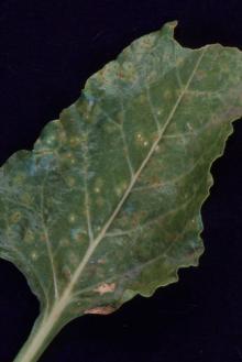 Image related to Beet, Red (Beta vulgaris)-Rust