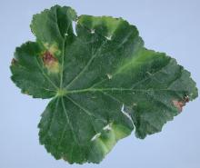 Image related to Begonia-Leaf Spot