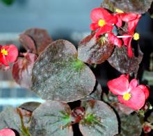 Image related to Begonia-Powdery Mildew