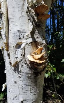 Birch trunk with mushrooms