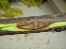 Image related to Black Locust (Robinia spp.)-Fusarium Canker