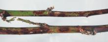 Image related to Blackberry (Rubus spp.)-Anthracnose