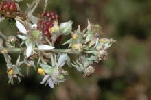 Image related to Blackberry (Rubus spp.)-Blackberry Rust