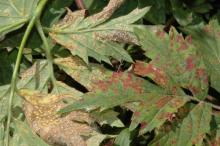 Image related to Blackberry (Rubus spp.)-Blackberry Rust