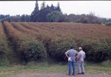 Image related to Blackberry (Rubus spp.)-Blackberry Rust