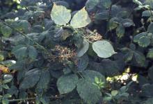 Image related to Blackberry (Rubus spp.)-Blackberry Rust