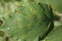 Image related to Blackberry (Rubus spp.)-Blackberry Rust