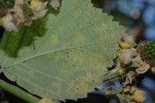 Image related to Blackberry (Rubus spp.)-Blackberry Rust