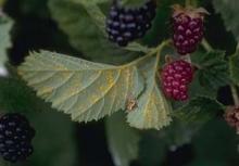 Image related to Blackberry (Rubus spp.)-Cane and Leaf Rust