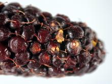 Image related to Blackberry (Rubus spp.)-Cane and Leaf Rust