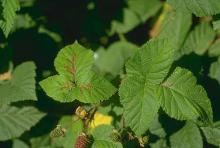 Image related to Blackberry (Rubus spp.)-Downy Mildew