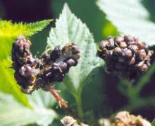 Image related to Blackberry (Rubus spp.)-Downy Mildew