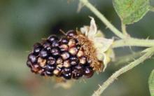 Image related to Blackberry (Rubus spp.)-Dry Cell (Dry Berry) Syndrome