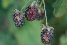 3 blackberries