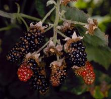 Image related to Blackberry (Rubus spp.)-Dry Cell (Dry Berry) Syndrome