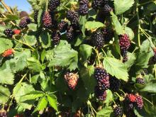 Image related to Blackberry (Rubus spp.)-Sunburn