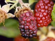 Image related to Blackberry (Rubus spp.)-Fruit Rot