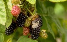 Image related to Blackberry (Rubus spp.)-Fruit Rot