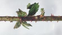 Image related to Blackberry (Rubus spp.)-Purple Blotch