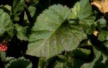 Image related to Blackberry (Rubus spp.)-Septoria Leaf Spot