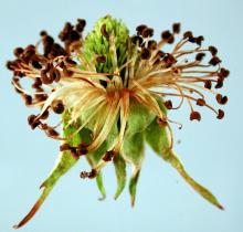 Image related to Blackberry (Rubus spp.)-Stamen Blight