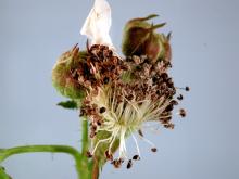 Image related to Blackberry (Rubus spp.)-Stamen Blight