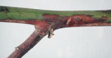 Image related to Blackberry (Rubus spp.)-Verticillium Wilt