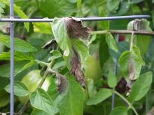 Image related to Tomato (Lycopersicon esculentum)-Late Blight