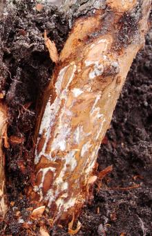 Image related to Blueberry (Vaccinium corymbosum)-Armillaria Root Rot