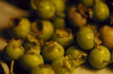 Image related to Blueberry (Vaccinium corymbosum)-Chemical Injury