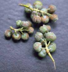 Image related to Blueberry (Vaccinium corymbosum)-Chemical Injury