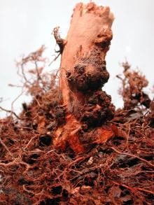 Image related to Blueberry (Vaccinium corymbosum)-Crown Gall