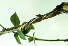 Image related to Blueberry (Vaccinium corymbosum)-Crown Gall