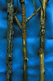 Image related to Blueberry (Vaccinium corymbosum)-Crown Gall